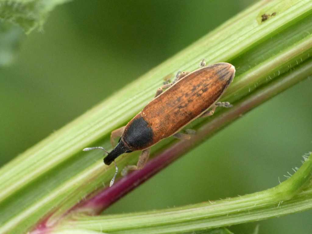 Lixus su bietola selvatica